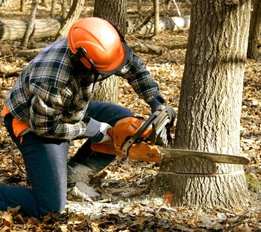 Tree Removal in Hopwood, PA